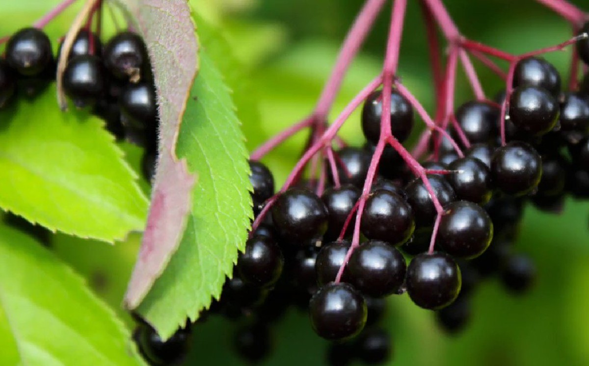 Se realizará la 5ta. Feria del capulín en Domingo Arenas