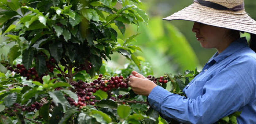 Brasil reporta un incremento para el café 