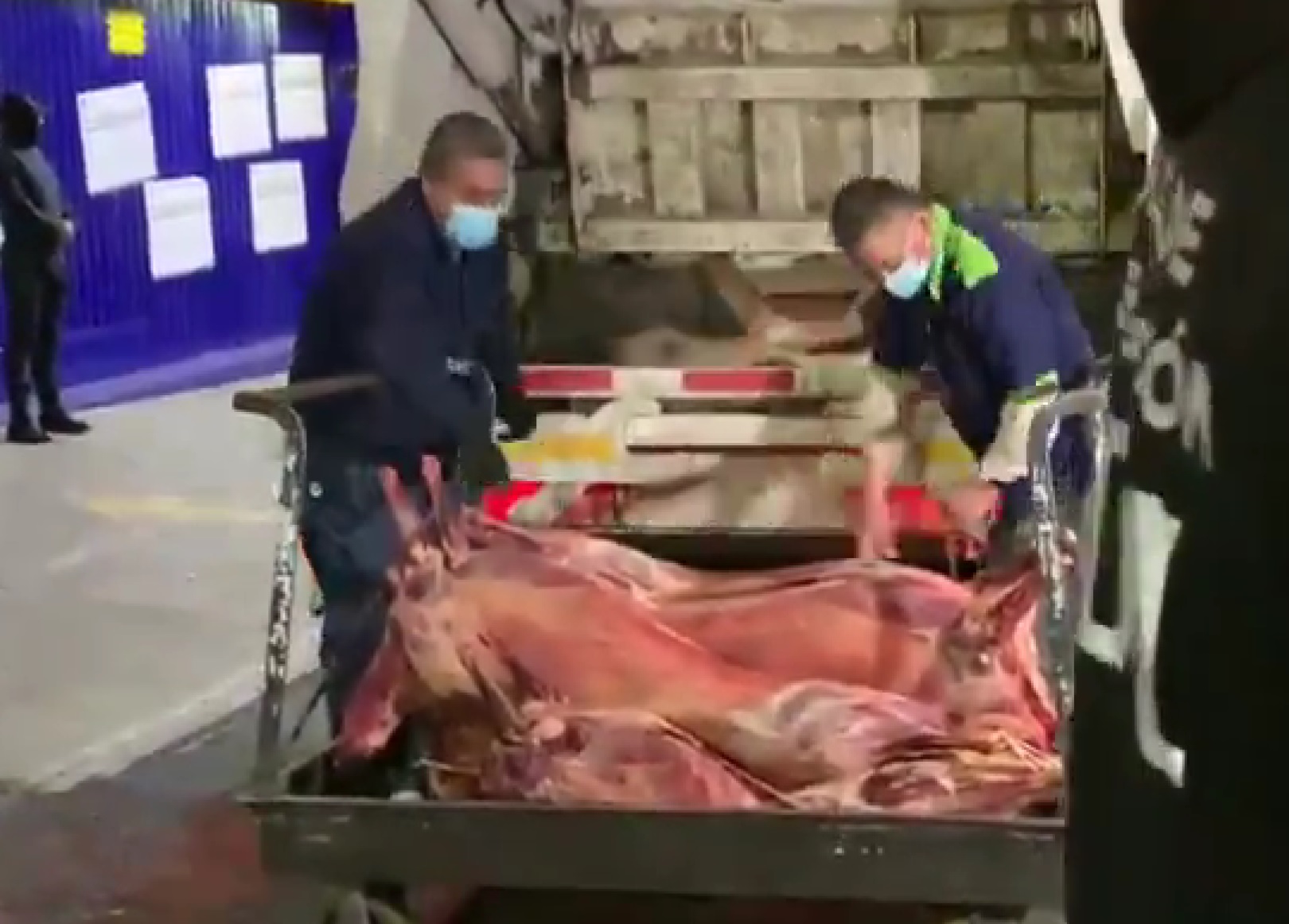Sacan borregos y otras carnes en descomposición de La Polar