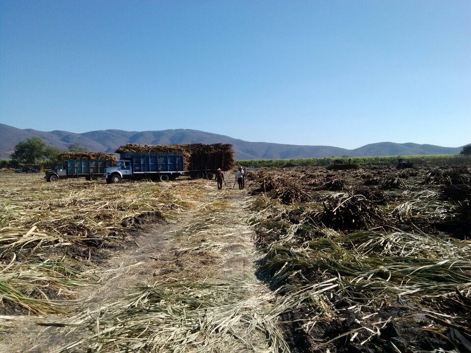 Reciben cañeros de Atencingo pago de la zafra 2013-2014