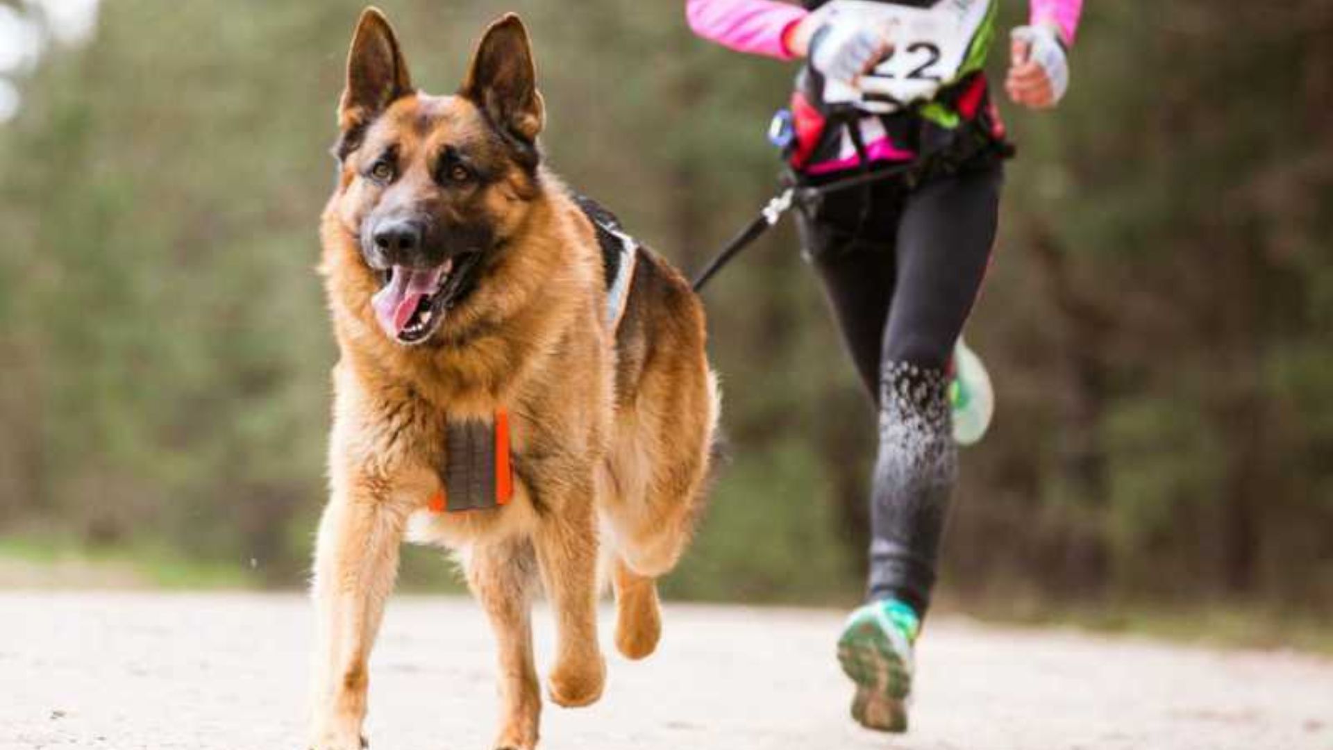 En San Andrés Cholula, lomitos y sus dueños correrán en la “Carrera Canina 2025” 