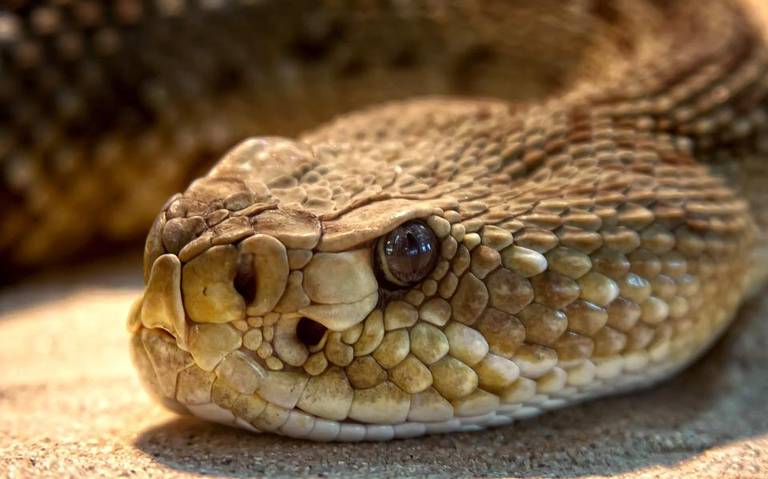 Serpiente ataca a mujer en Puctla, comunicad de Izúcar   