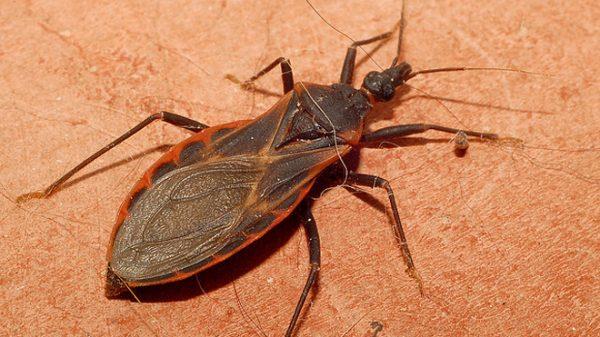 Detección oportuna reducen riesgo de enfermedad de Chagas