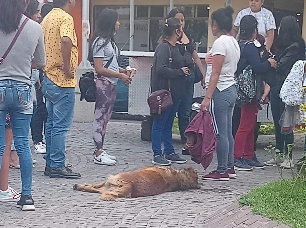 Denuncian envenenamiento de perros en parque de Tehuacán  