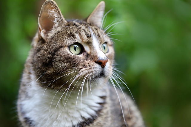 Hallan gato degollado en Tehuacán; investigan posible rito por temporada