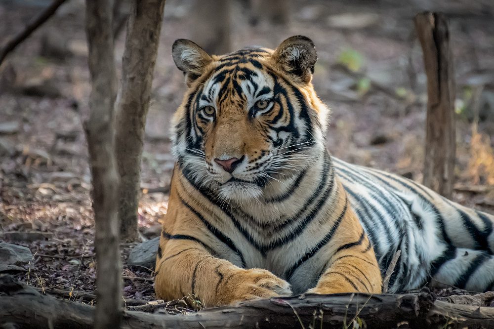 Población de tigres salvajes en India superó los 3 mil ejemplares