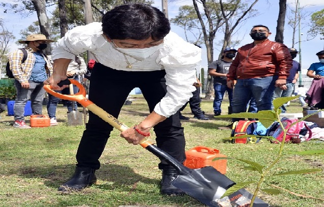 Encabeza Cedillo jornada simultánea de reforestación