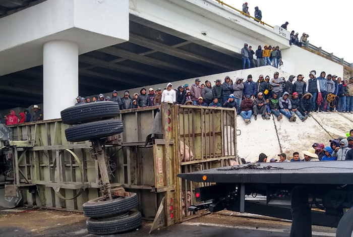 Rapiña tras volcadura de camión con cerdos en la Cuacnopalan-Oaxaca