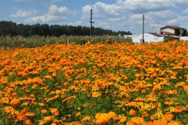 Producirá San Pedro casi 4 toneladas de flores de muerto