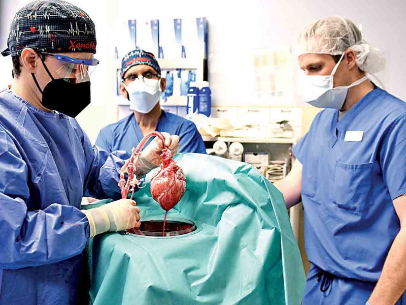Trasplantan corazón de cerdo a humano en EU
