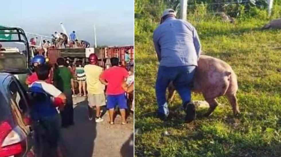 VIDEO Pobladores roban cerdos de tráiler volcado en Campeche