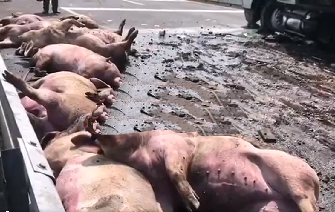 VIDEO Camión se vuelca y mata a cerca de 70 cerdos