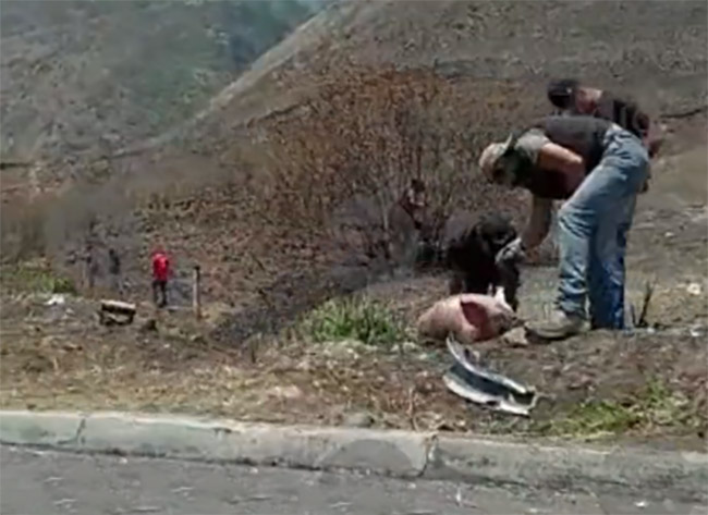 VIDEO Volcadura genera rapiña de cerdos en la Puebla-Orizaba