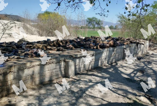 Hallan tiradero de cerdos muertos en Tepanco de López 