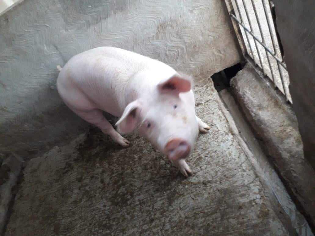 Sujetos armados realizan violento robo en una granja de Tepanco de López