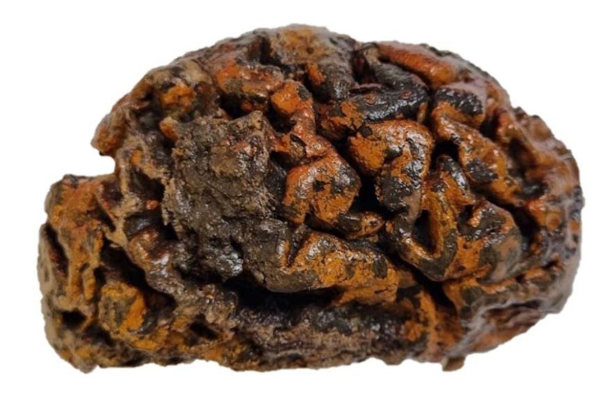 Estudian cerebros humanos con 12 mil años de antigüedad