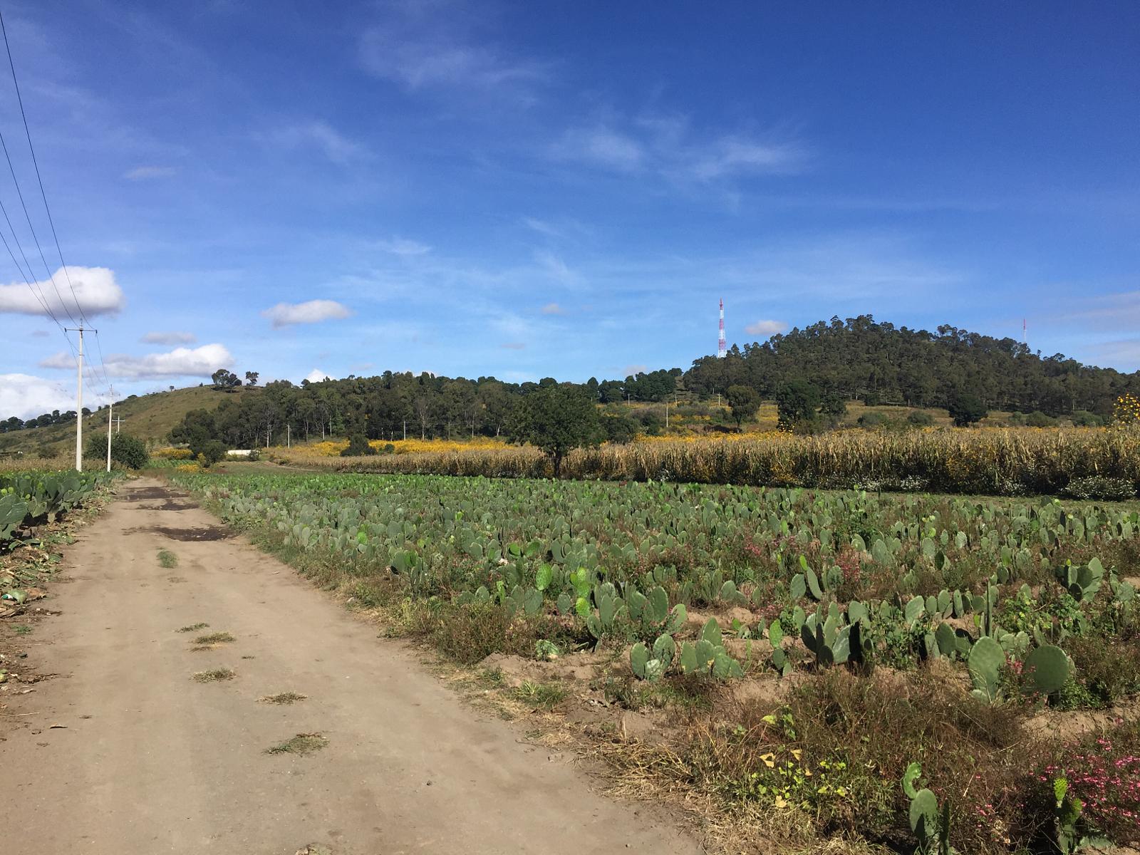 San Pedro Cholula con 30 por ciento menos de incendios que en 2024