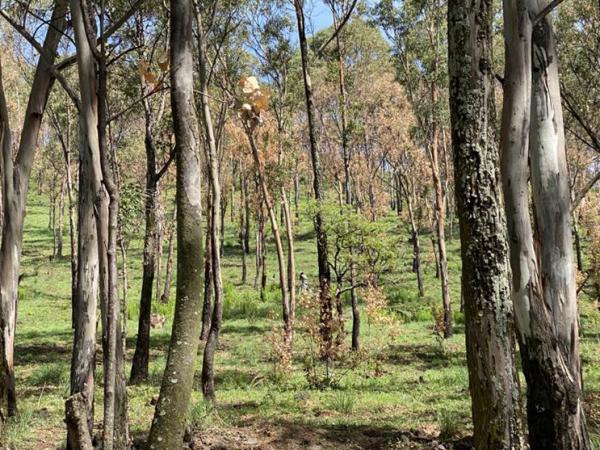 Inicia Medio Ambiente saneamiento del Cerro Zapotecas