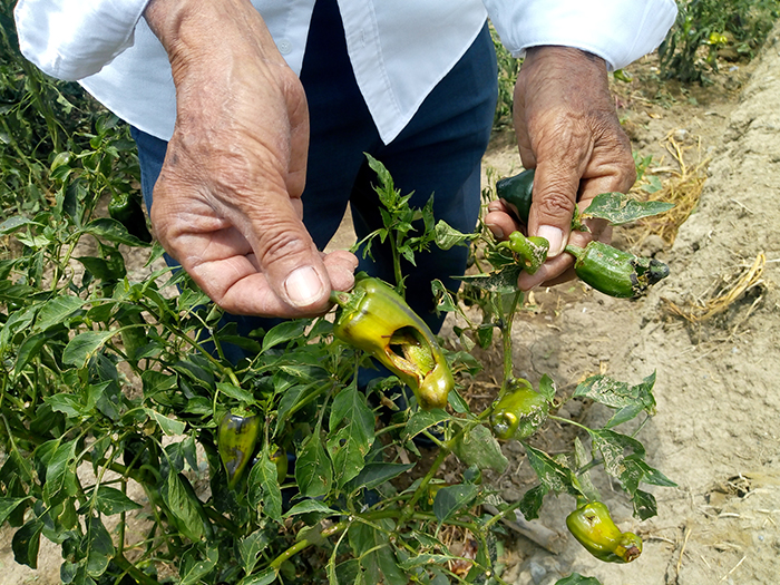 En el olvido, campesinos de San Diego Chalma afectados por granizada