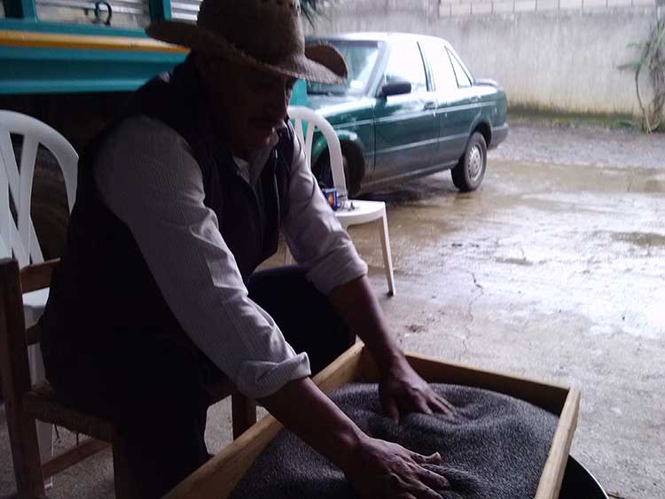 Por lluvias baja producción de Chia en Atzitzihuacan