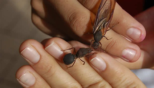 El vuelo de las chícales, anuncio de fertilidad y abundancia