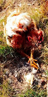 Acusan tiradero de pollos muertos en terreno de Sanctorum