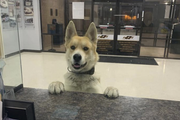 Se hace viral perrito que va a la policía porque se perdió