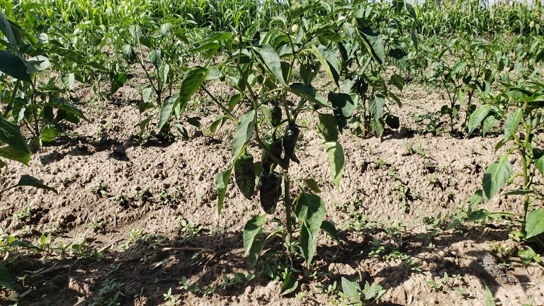 Canícula alerta a productores de chile poblano en Texmelucan