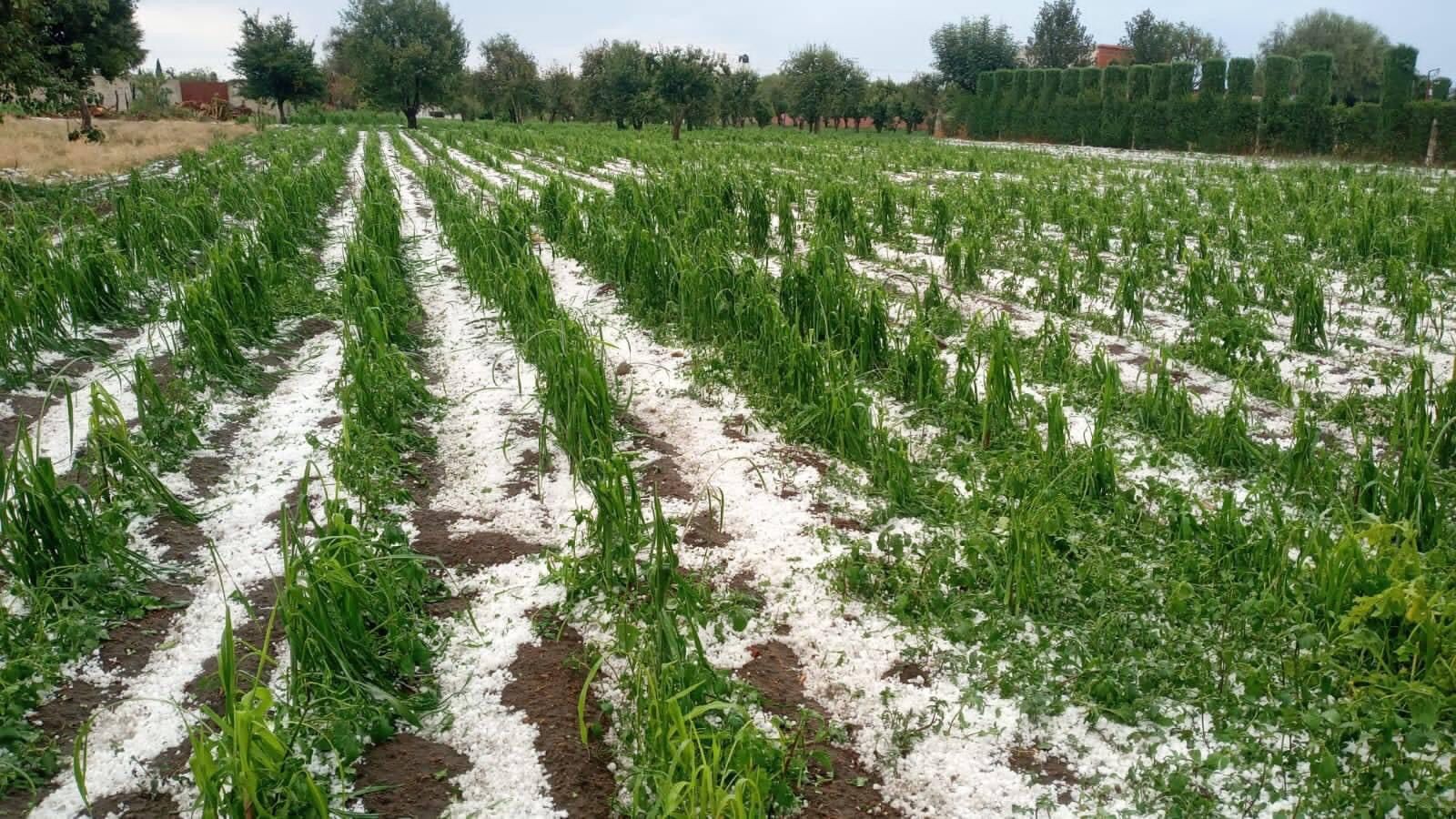 Productores de chile y fruta en Calpan, afectados por granizada