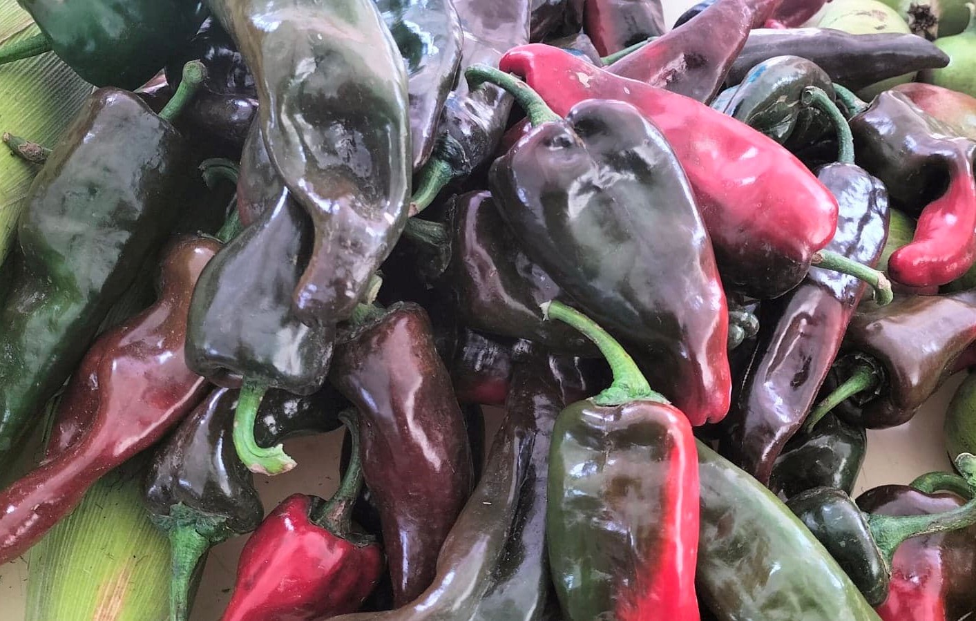 Lluvias y plaga del picudo afectaron la producción del chile miahuateco en un 50%