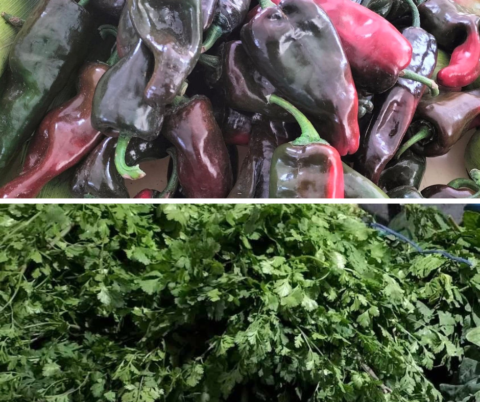 Altas temperatura afectan calidad y precio del cilantro y chile miahuateco