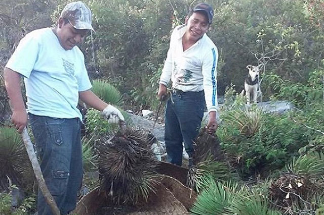 Pobladores de Molcaxac incluyen chinches en su dieta diaria