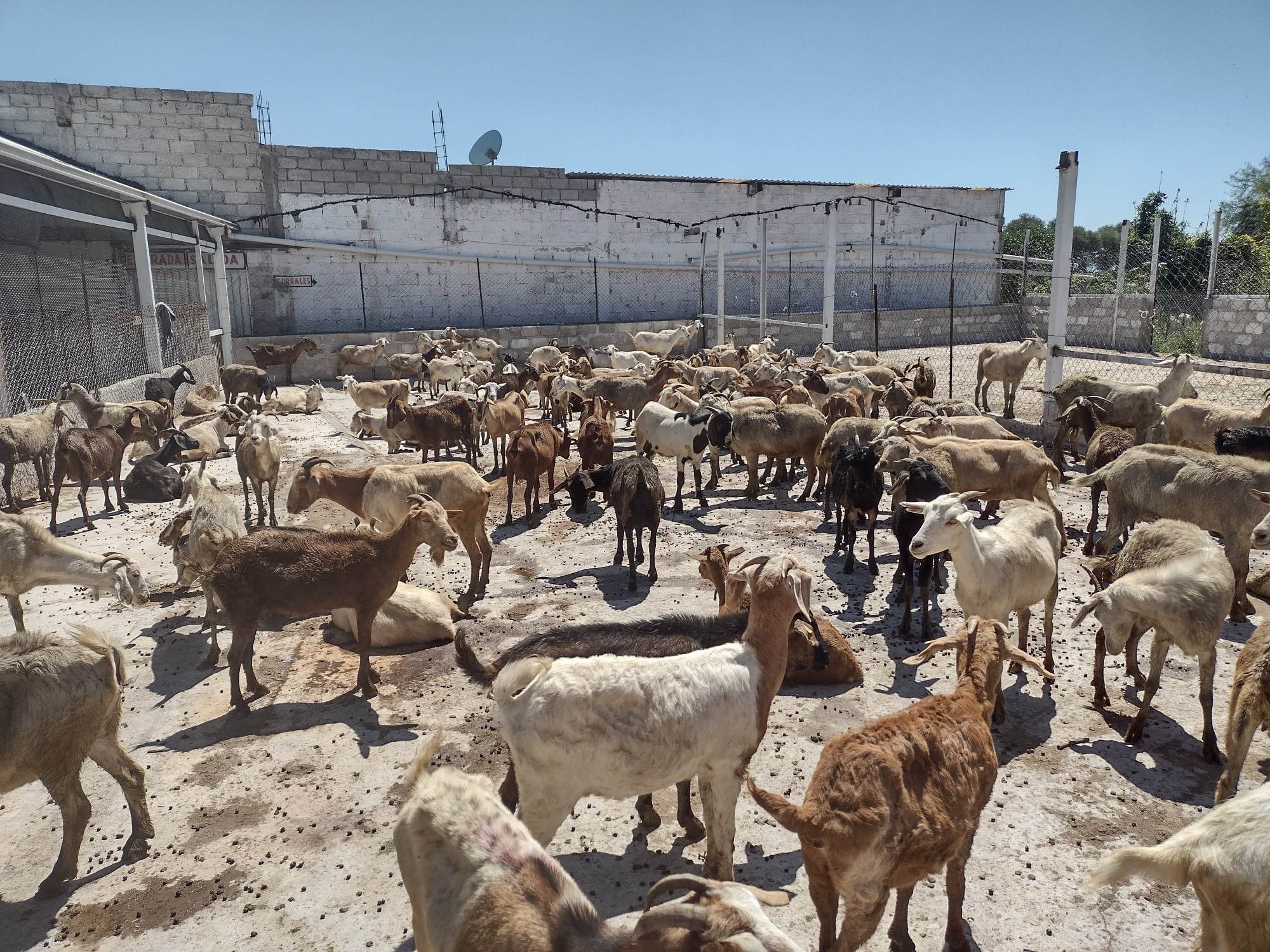 Carne pirata afectó ventas durante temporada del Mole de Cadera