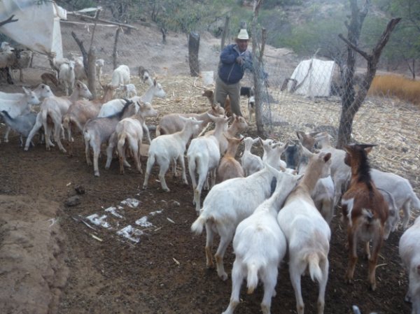 Complicado, obtener certificación para la carne del Mole de Caderas de Tehuacán