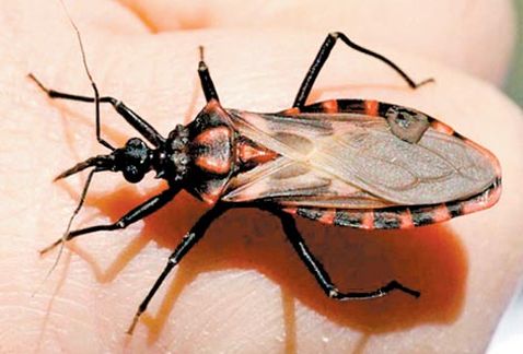 Puebla, sin casos de la enfermedad de Chagas: Secretaría de Salud 