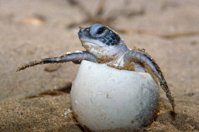 Restos de cohete de SpaceX habrían matado a 600 tortugas en Tamaulipas