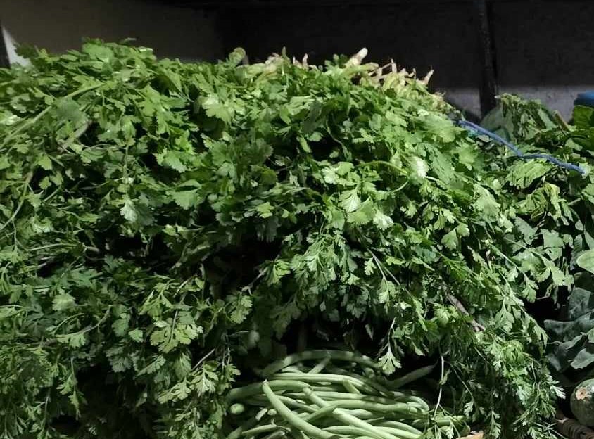 Cilantro en la región de Tehuacán ya no es redituable para los campesinos