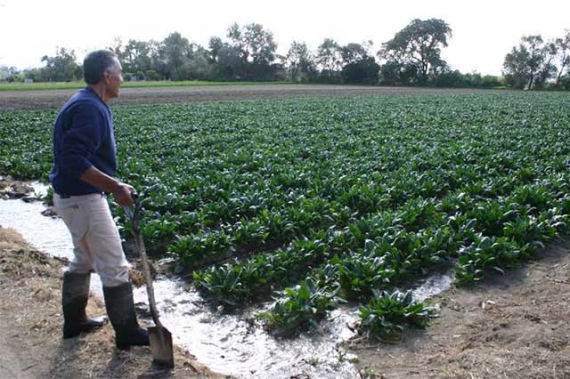 Variaciones de clima afectan cultivos en Tehuacán
