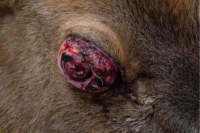 Niega Club de los Animalitos maltrato animal; ciervo sufrió tumor