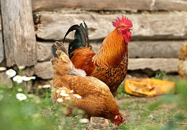 Gobierno de AMLO asegura que el pollo está libre de virus