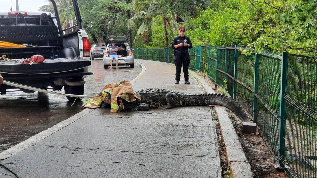 VIDEO Es capturado cocodrilo que andaba en las calles de Tampico, Tamaulipas
