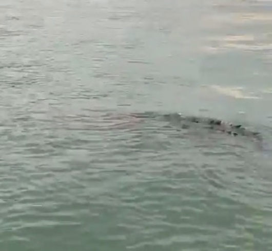 VIDEO Captan a cocodrilo nadando en playa de Acapulco