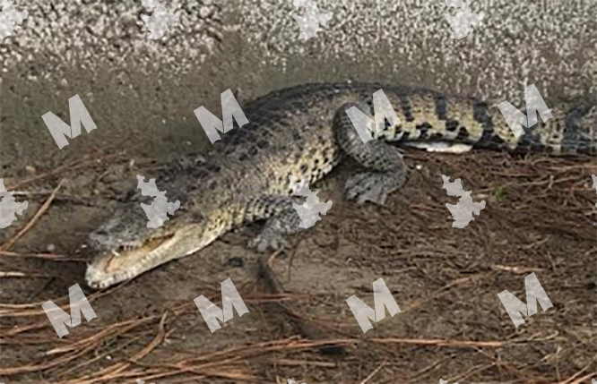 Maestros capturan cocodrilo de un metro de largo en preescolar de Amozoc