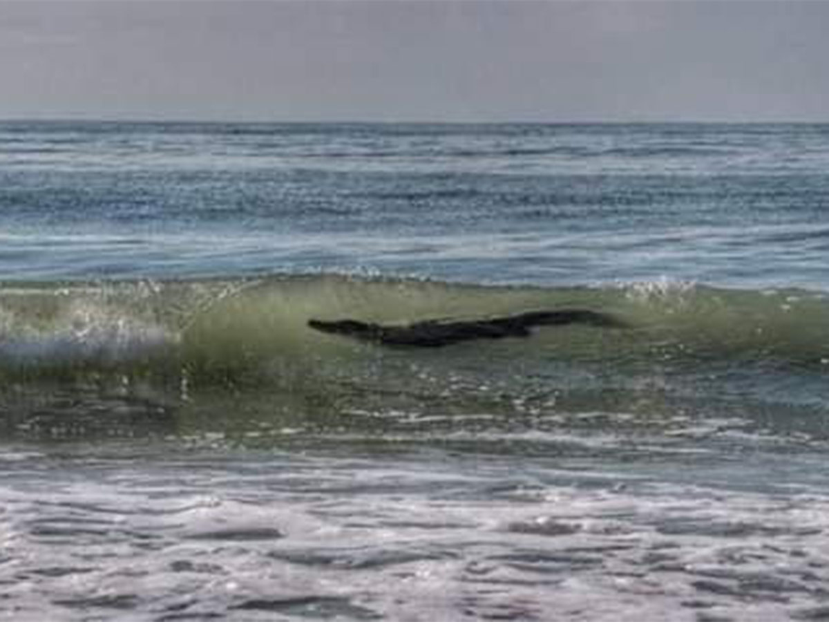 Aparece cocodrilo de 3 metros en playa de Acapulco