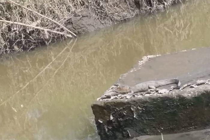 Aparición de cocodrilo en el Atoyac causa alarma entre vecinos de Puebla