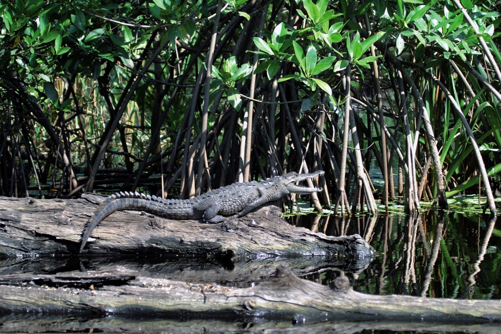 Lluvias avistamientos de fauna silvestre en Veracruz