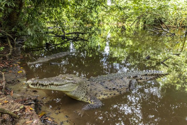 Cocodrilos de Oaxaca afectados por microplásticos: un riesgo para el equilibrio ecológico