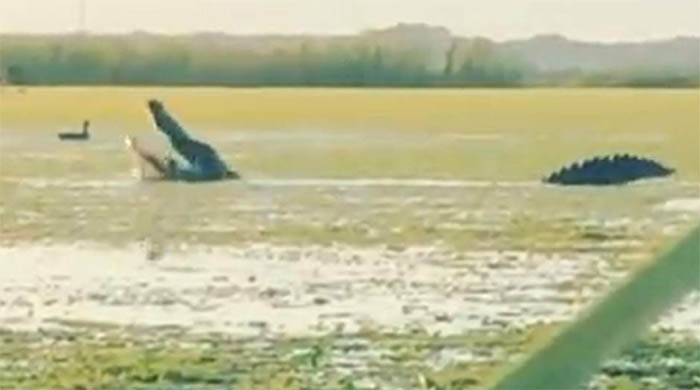 VIDEO Cocodrilo de más de 4 metros emerge y se traga un pato