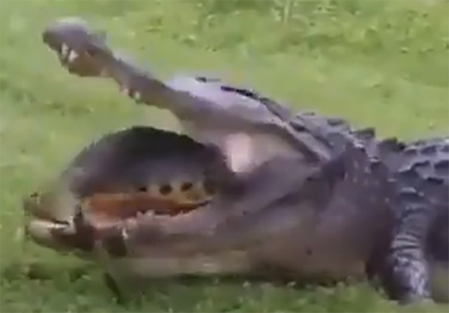 Caimán no puede comerse a una tortuga y provoca burlas