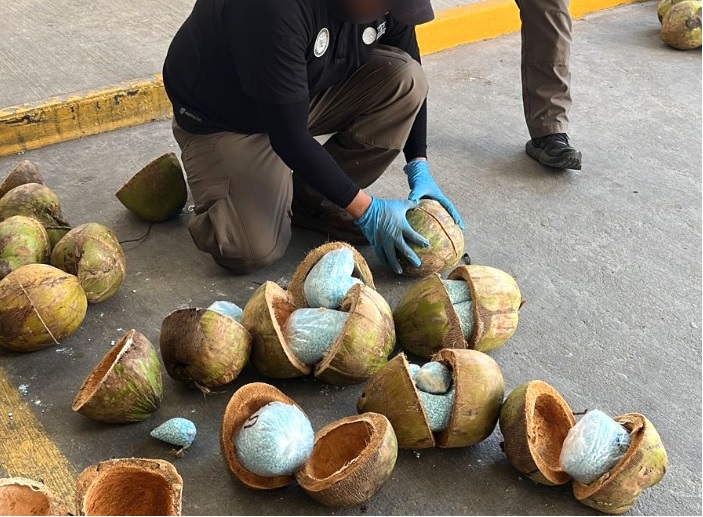 Interceptan carga de fentanilo en Sonora oculta ¡adentro de cocos!